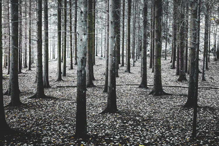 coma_forest