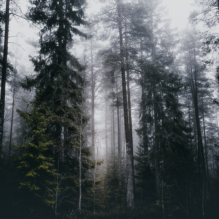 front_square_foggy_forest