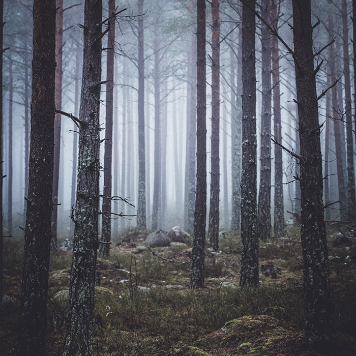 front_square_foggy_forest2